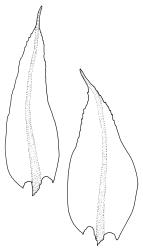Leptotheca gaudichaudii, leaves. Drawn from B.H. Macmillan 72/856, CHR 164360 or A.J. Fife 6347, CHR 405561.
 Image: R.C. Wagstaff © Landcare Research 2021 CC BY 4.0